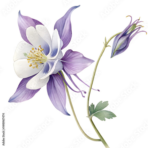 water color columbine flower on white background