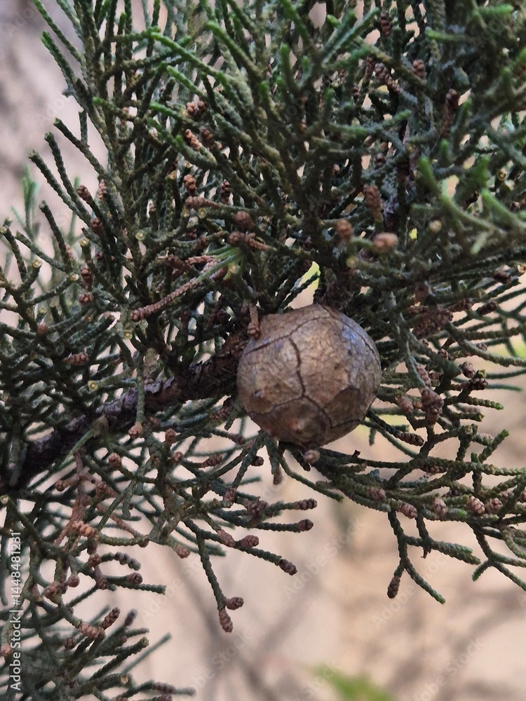 cypress seed on the branch