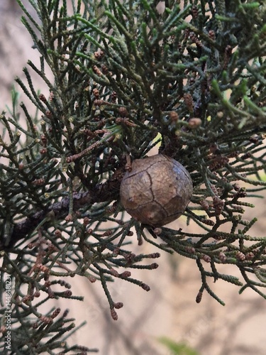 Obraz na płótnie cypress seed on the branch w salonie