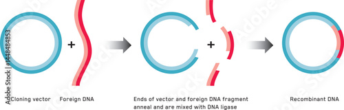 Gene cloning. Plasmids and Recombinant DNA.