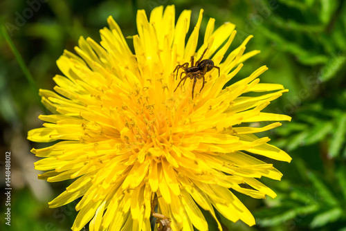 on yellow dandelion