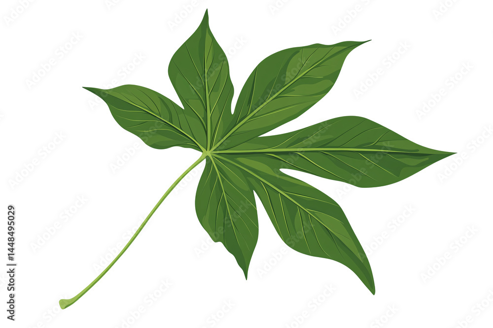 a green leaf with thin stems a green leaf with thin stems