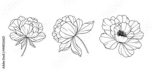 Peony Line Art. Trendy floral peony bouquets and flowers. Botanical Line Drawing Peony Collection. Hand drawn line art peony flowers. Luxury Line Floral Art. Peony Outline