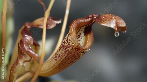 Close-up of a carnivorous pitcher plant featuring water droplets highlighting its unique structure and natural textures