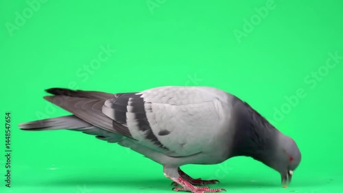 Pigeon Pecking, Isolated on Bright Green Screen, Gray and Black Plumage.