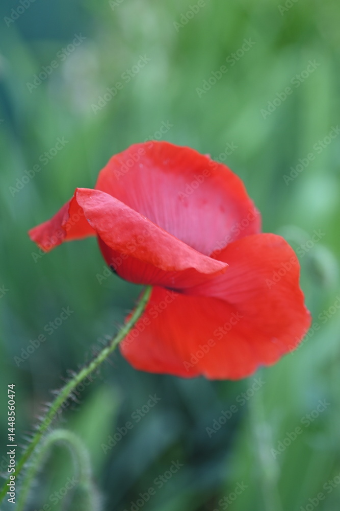 Fototapeta premium Red poppy flower in natural sunlight. Delicate wild blossom on a green blurred background — symbol of remembrance, peace, and the beauty of nature.