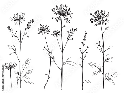 Detailed Buckwheat Plant Line Art Vector Drawing
