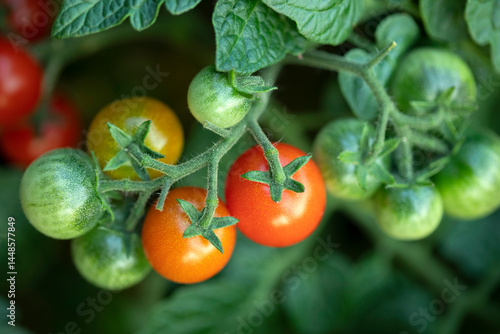 Obraz na plátně Green and red tomatoes growing in a garden