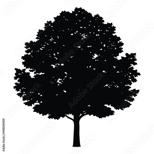 Balsam popla silhouette vector on white background