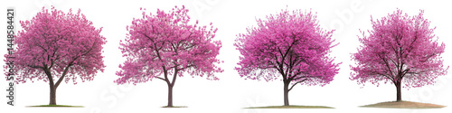Eastern Redbud tree in full bloom, displaying vibrant pink-purple flowers, isolated on a white background