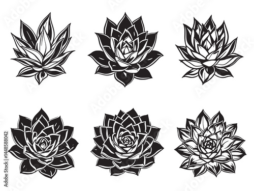 Echeveria leaf detailed line art drawing for design projects