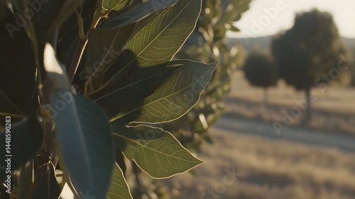 Detailed Closeup of Lush Green Leaves Sunlit Foliage