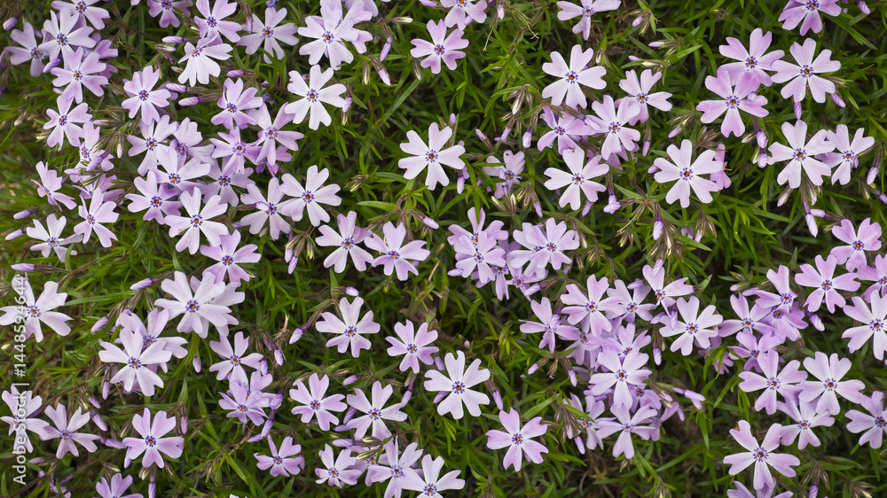 Fototapeta premium Beautiful close-up color photo of pink and purple phlox blooming against narrow green stems and leaves.