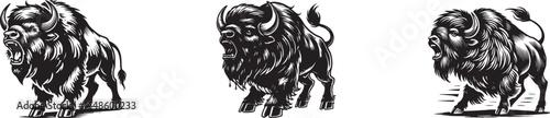 set of aggressive Bison illustration , black and white American buffalo vector