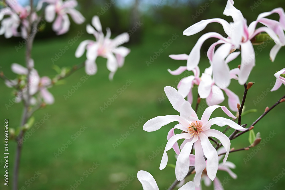 Obraz premium Flowering magnolia tree loebneri 'Leonard Messel' in spring. Pink flowers close-up, blurred background with copy space.
