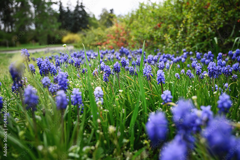 Meadow with blooming Blue Muscari in the botanical garden. Spring background. Meadow with blooming Blue Muscari in the botanical garden. Spring background.