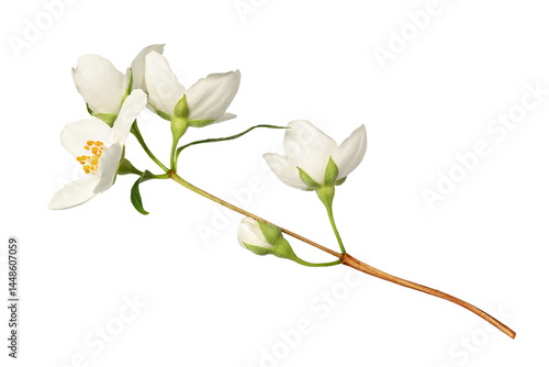 A branch of blooming jasmine (Philadelphus coronarius) isolated on a white background. Element for creating designs, cards, patterns, floral arrangements, frames, wedding cards and invitations.