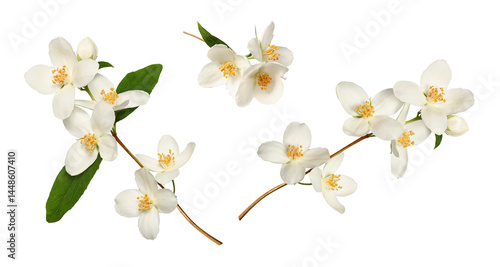 Branches of blooming jasmine  (Philadelphus coronarius) isolated on white background. Perfect for creating designs, cards, patterns, floral arrangements, frames, wedding cards and invitations.