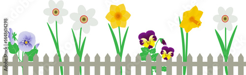 Daffodils and pansies  flowerbed behind  fence, spring flowers, seamless pattern, vector transparent background