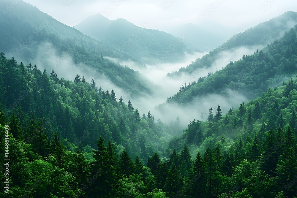 Fototapeta premium Misty valley surrounded by lush green forest