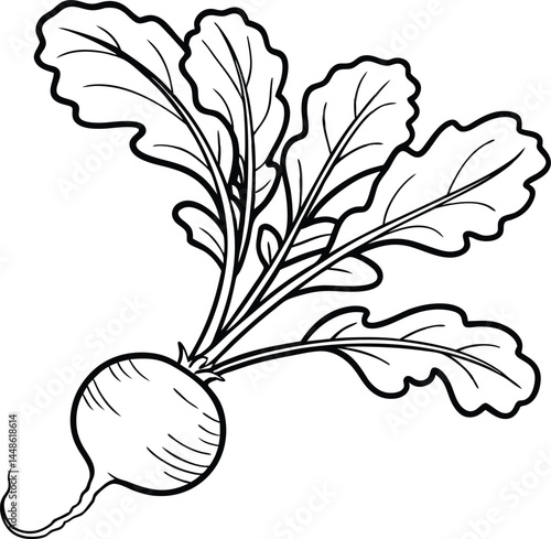 radish isolated on white