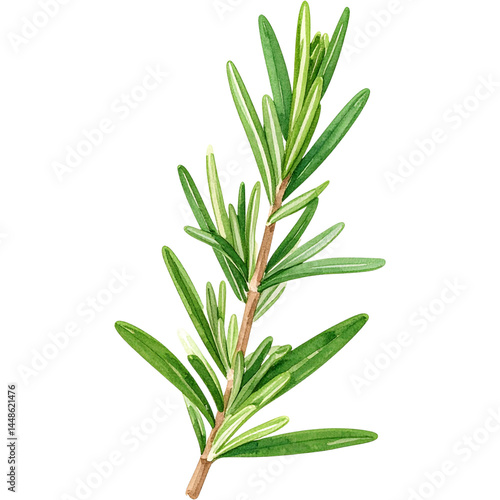 Watercolor illustration of fresh rosemary sprig isolated on transparent background
