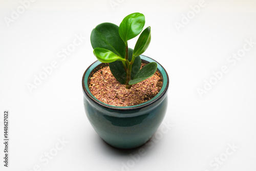 A small green plant in a green ceramic, pot against a white background