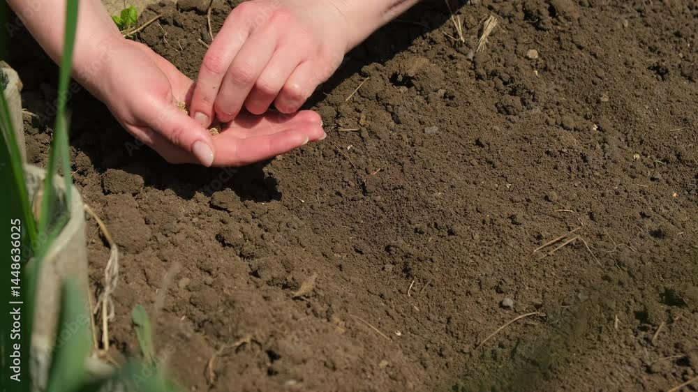 Sowing seeds, planting seedlings in the ground. Close-up of a girl's hands putting seeds in the ground.
