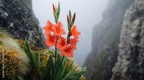 Misty Elegance: Crimson Gladiolus Emerges Amidst Cliff Walls