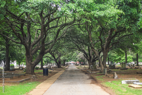 oak trees in a cemetery in Tuscaloosa