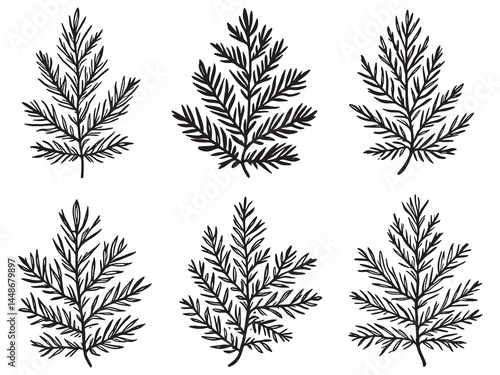 Elegant Cedar Leaf Outline Drawing for Nature Design