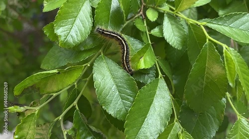 Eastern tent caterpillar video slow motion 
