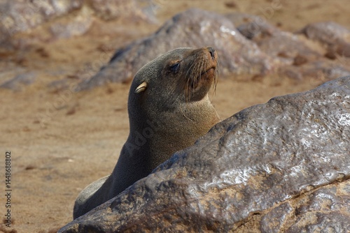 Pelzrobben (Otariidae) am Kreuzkap in Namibia