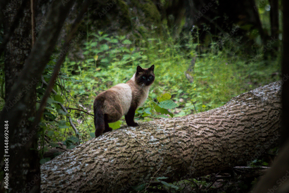 Obraz premium Forest cat