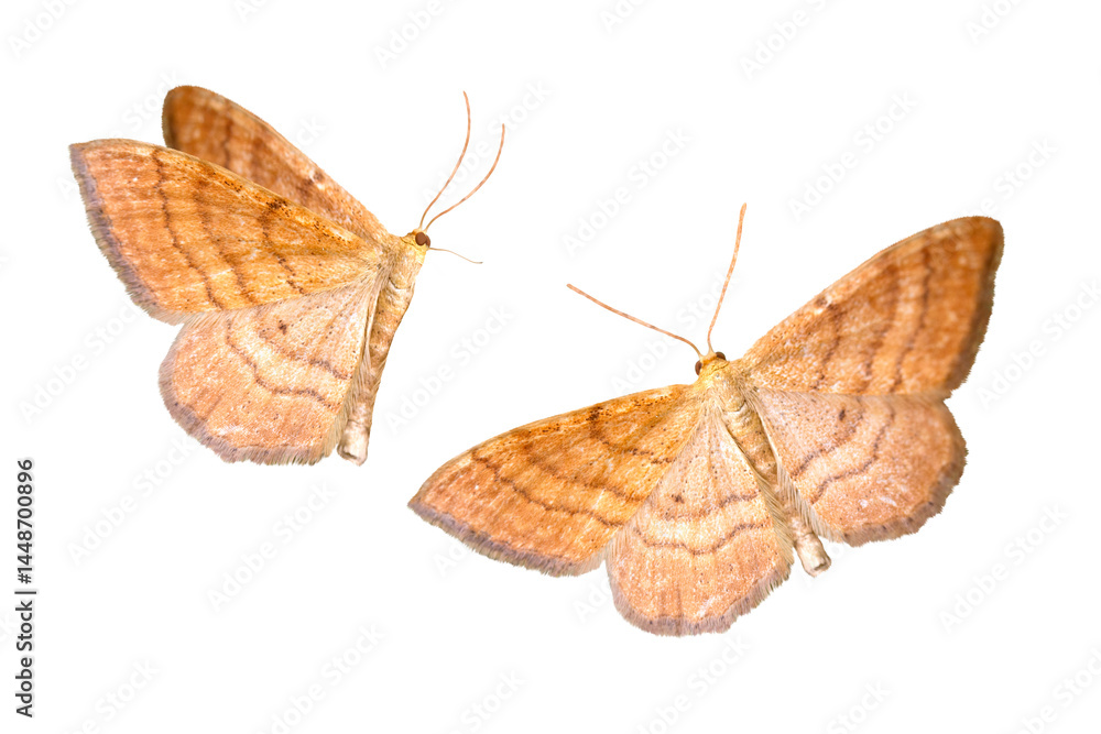 Naklejka premium night moths isolated on white background