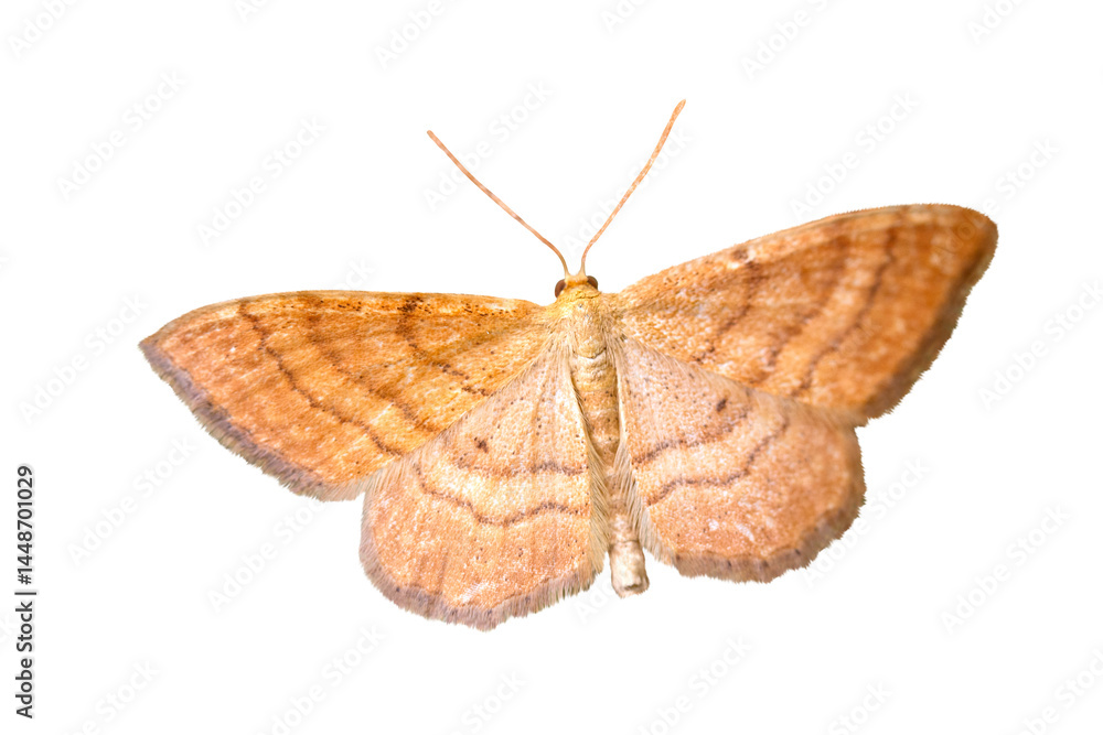 Naklejka premium orange moth isolated on white background