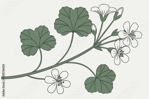 52 Delicate floral arrangement, white and green geranium leaves, tiny white flowers, soft focus, high key lighting, minimalist composition, panoramic view, botanical art, pale background, ethereal moo