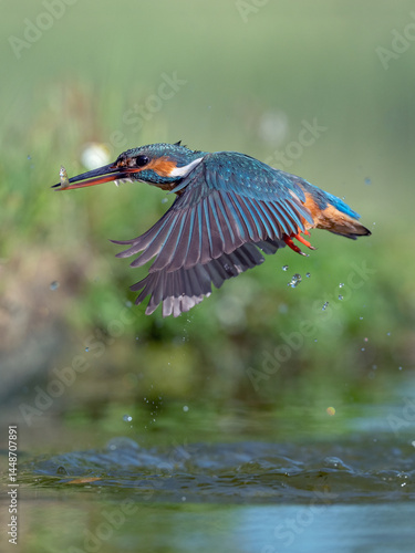 Flying Kingfisher