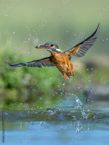 Flying Kingfisher