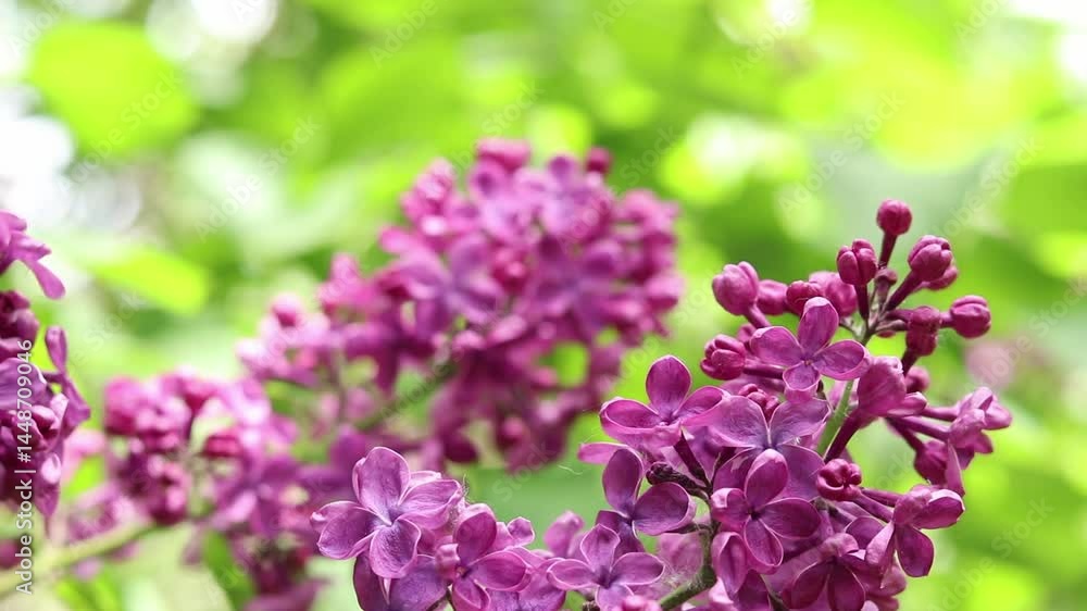 Pink-violet lilac bush bloom. Spring or summer background. Beautiful lilac bloom close-up. Natural background. Bright colorful flowers. Lilac bloom in a garden or park Pink-violet lilac bush bloom. Spring or summer background. Beautiful lilac bloom close-up. Natural background. Bright colorful flowers. Lilac bloom in a garden or park