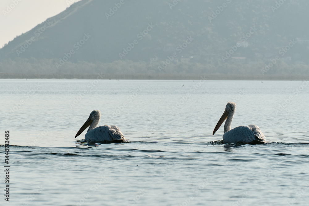 Fototapeta premium Two Dalmatian pelicans swim side by side on the tranquil waters of Lake Skadar, Montenegro, surrounded by soft mountain silhouettes in morning light. The concept of bird watching.
