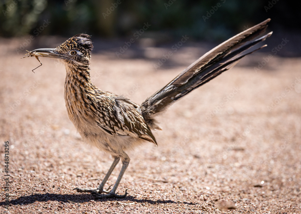 A proud roadrunner races across the Sonoran Desert showing off his catch of a delicious grasshopper near Tucson Arizona.