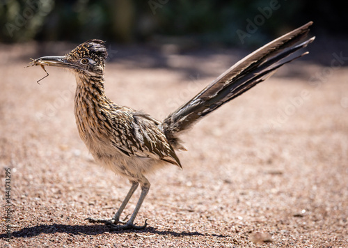 Obraz na płótnie A proud roadrunner races across the Sonoran Desert showing off his catch of a delicious grasshopper near Tucson Arizona. w salonie