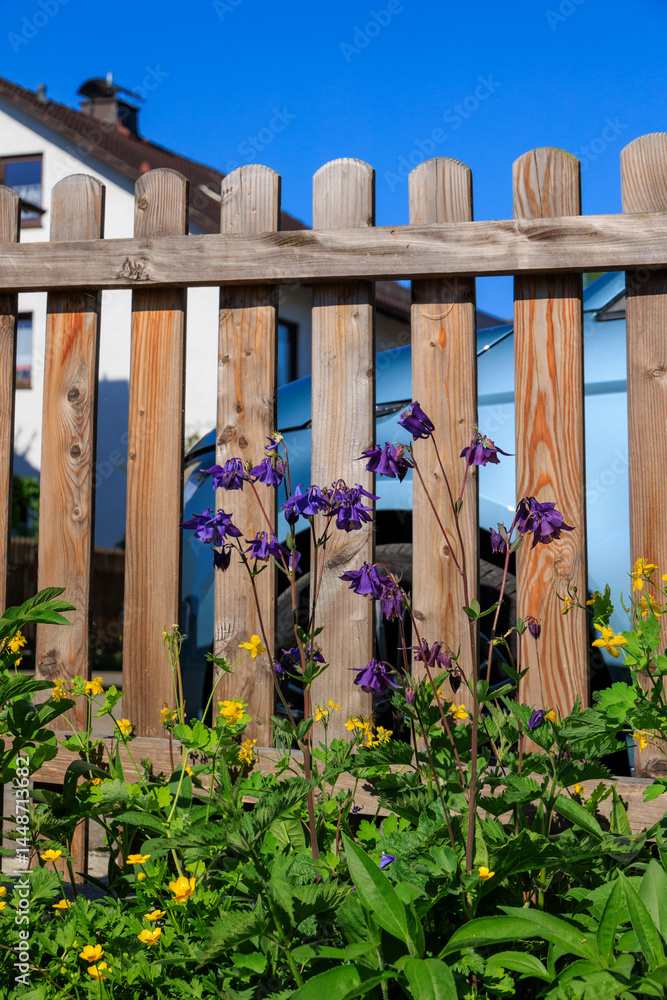 Purple columbine and yellow wildflowers in front of wooden garden fence, sunny spring day.. Purple columbine and yellow wildflowers in front of wooden garden fence, sunny spring day..