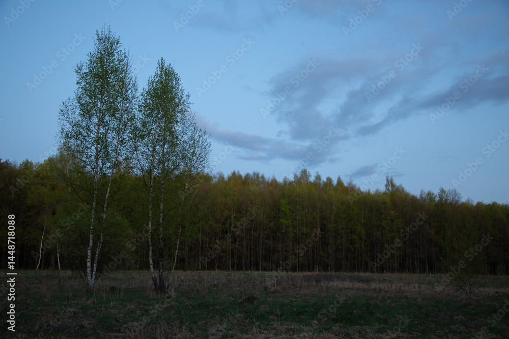 Obraz premium Two beautiful small young birches near the forest under the blue evening sky