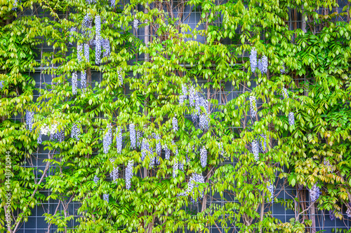 High wall against which beautiful purple flowering Chinese Wisteria (Wisteria sinensis) grows