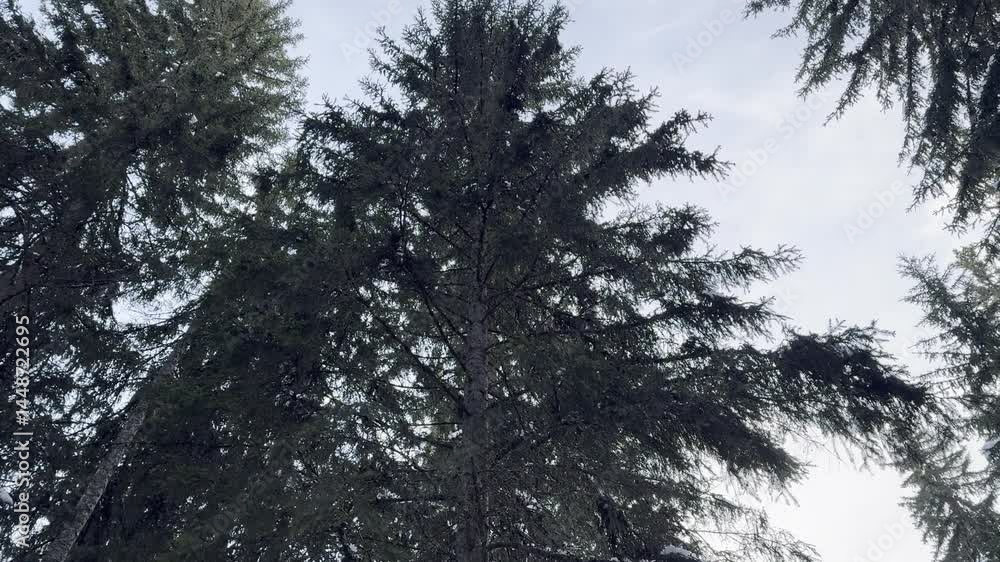 Upward View of Snow-Covered Evergreen Tree Canopies Under a Clear Winter Sky