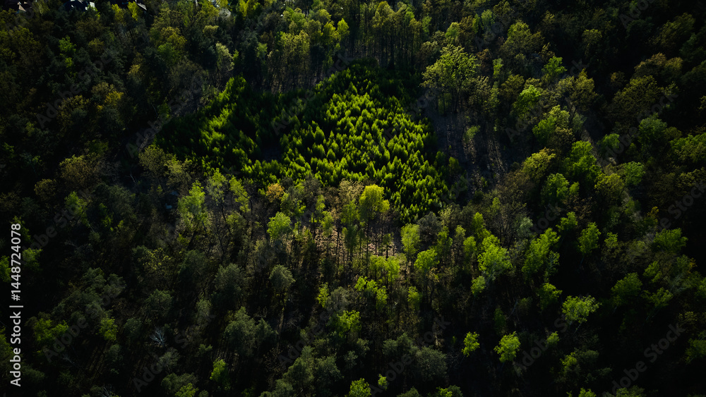 Obraz premium Aerial view of dense green forest canopy in sunlight and shadow
