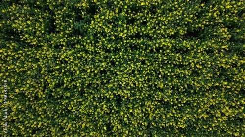 Top down drone view of a yellow canola field