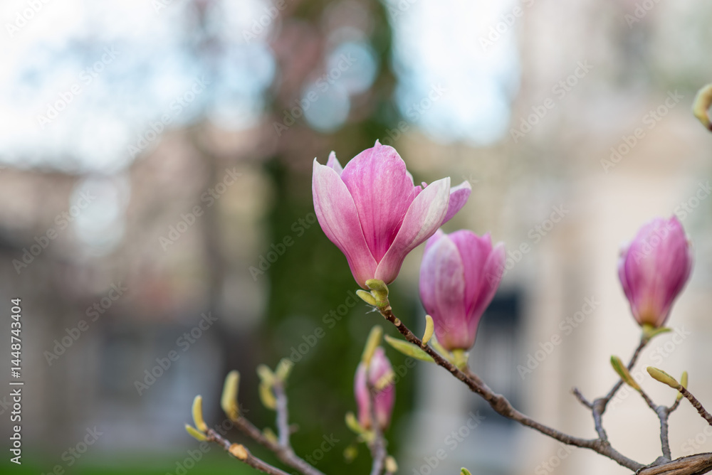 Blooming magnolia branch with pink and purple flowers, spring close-up